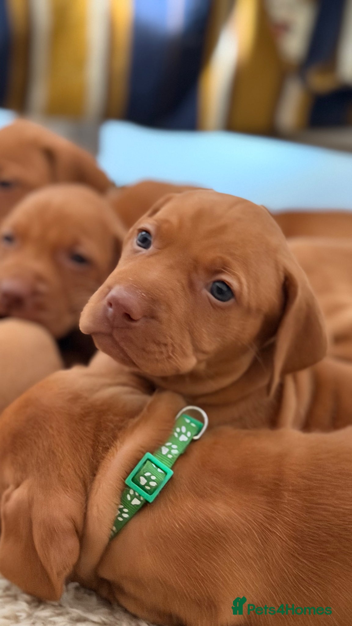 Hungarian Vizsla dogs Beautiful Vizsla puppies (DOB18/4) 3 girls, 3 boys - Advert 4