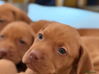 Hungarian Vizsla dogs Beautiful Vizsla puppies (DOB18/4) 3 girls, 3 boys - Advert 4