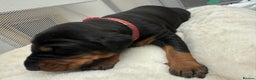 Dobermann dogs for sale: Top quality Doberman puppies  - Advert 6