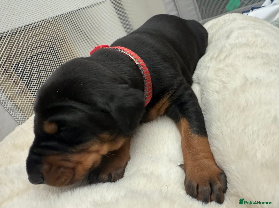 Dobermann dogs for sale: Top quality Doberman puppies  - Advert 6