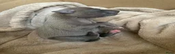 Italian Greyhound dogs for sale: PETITE KC Italian greyhound puppies Europ. lineage - Advert 17