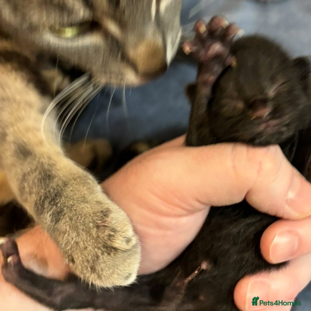 Mixed Breed cats for sale: Beautiful kittens for sale 🥰 - Image 2