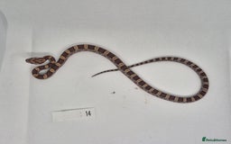 Corn Snake reptiles for sale: Corn snake hatchlings  - Image 13