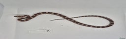 Corn Snake reptiles for sale: Corn snake hatchlings  - Advert 10