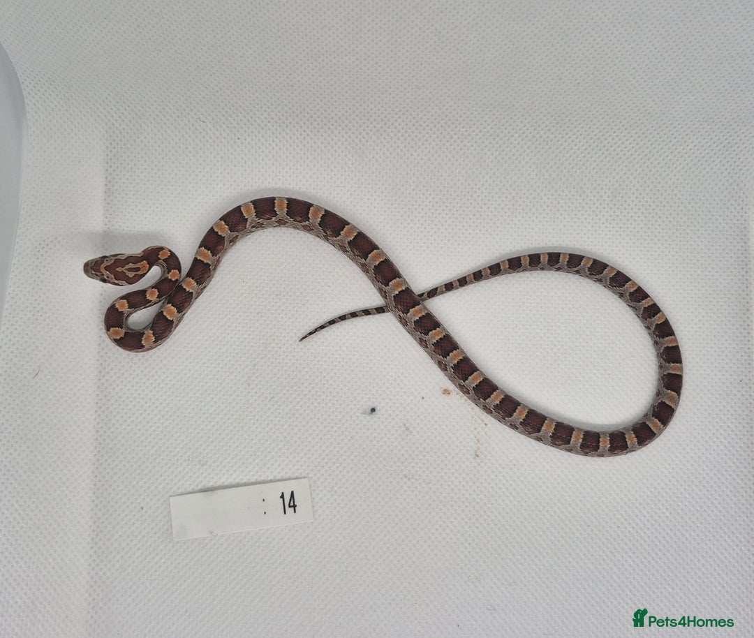 Corn Snake reptiles for sale: Corn snake hatchlings  - Image 13