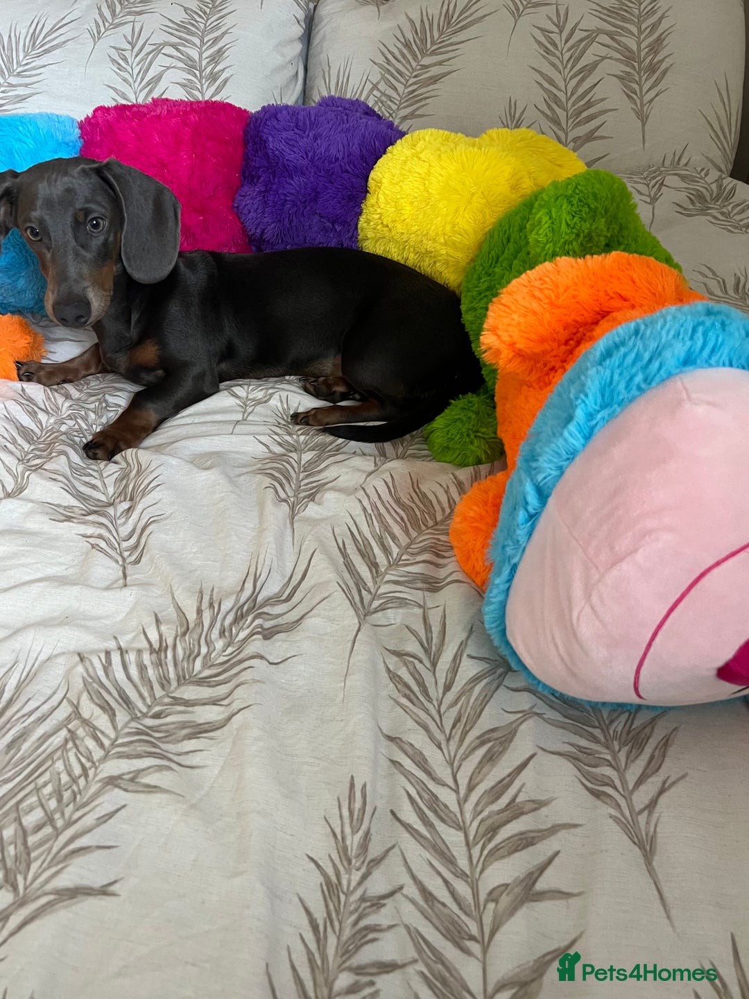 Dachshund dogs for sale: Blue and Tan Dachshund Boy Otis - Image 9