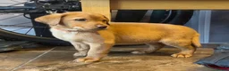 Labrador Retriever dogs for sale: 3 dogs available. KC Reg. Health Tested Parents.  - Advert 17