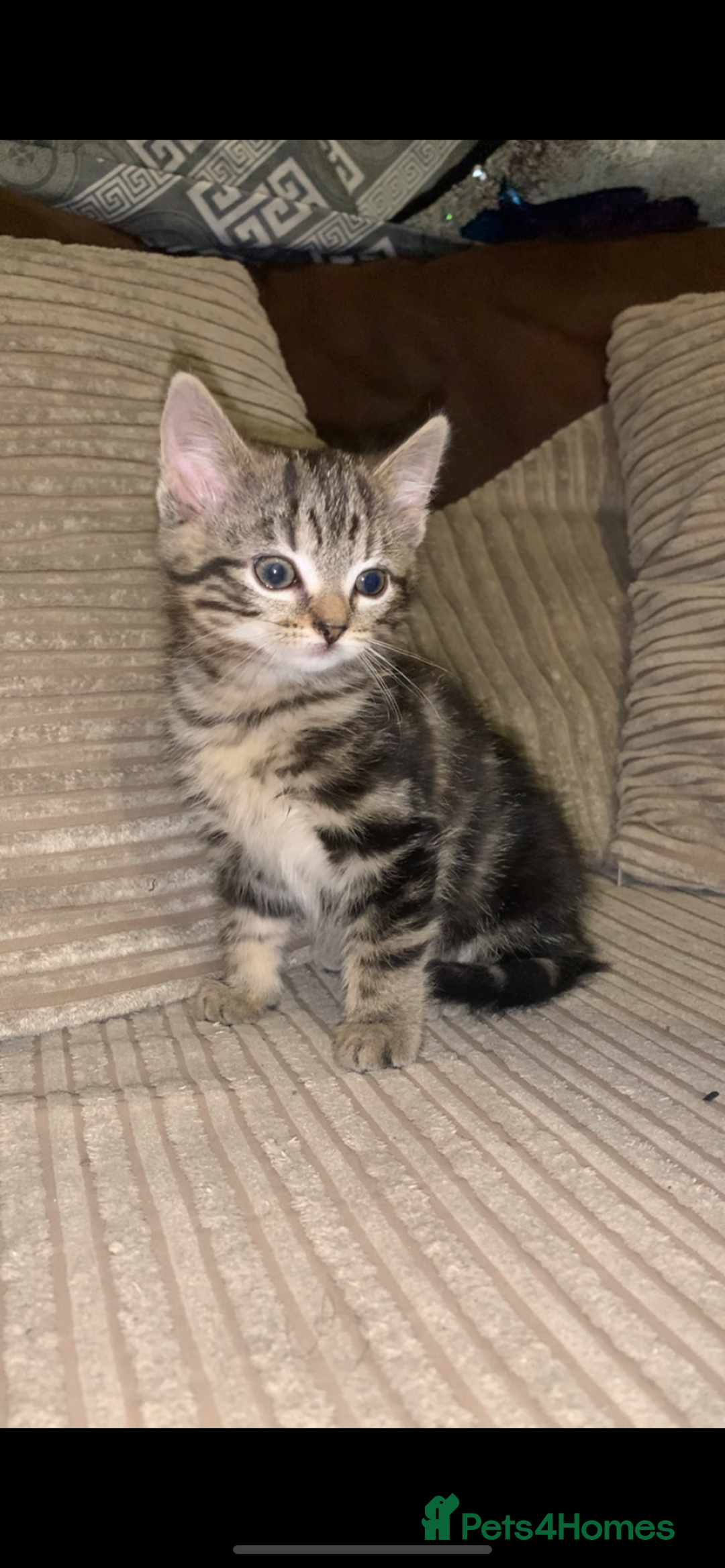 British Shorthair cats for sale: Stripy British Shorthair kitten - Advert 7