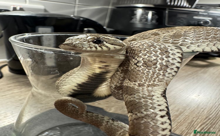 Snake reptiles - Advert 1