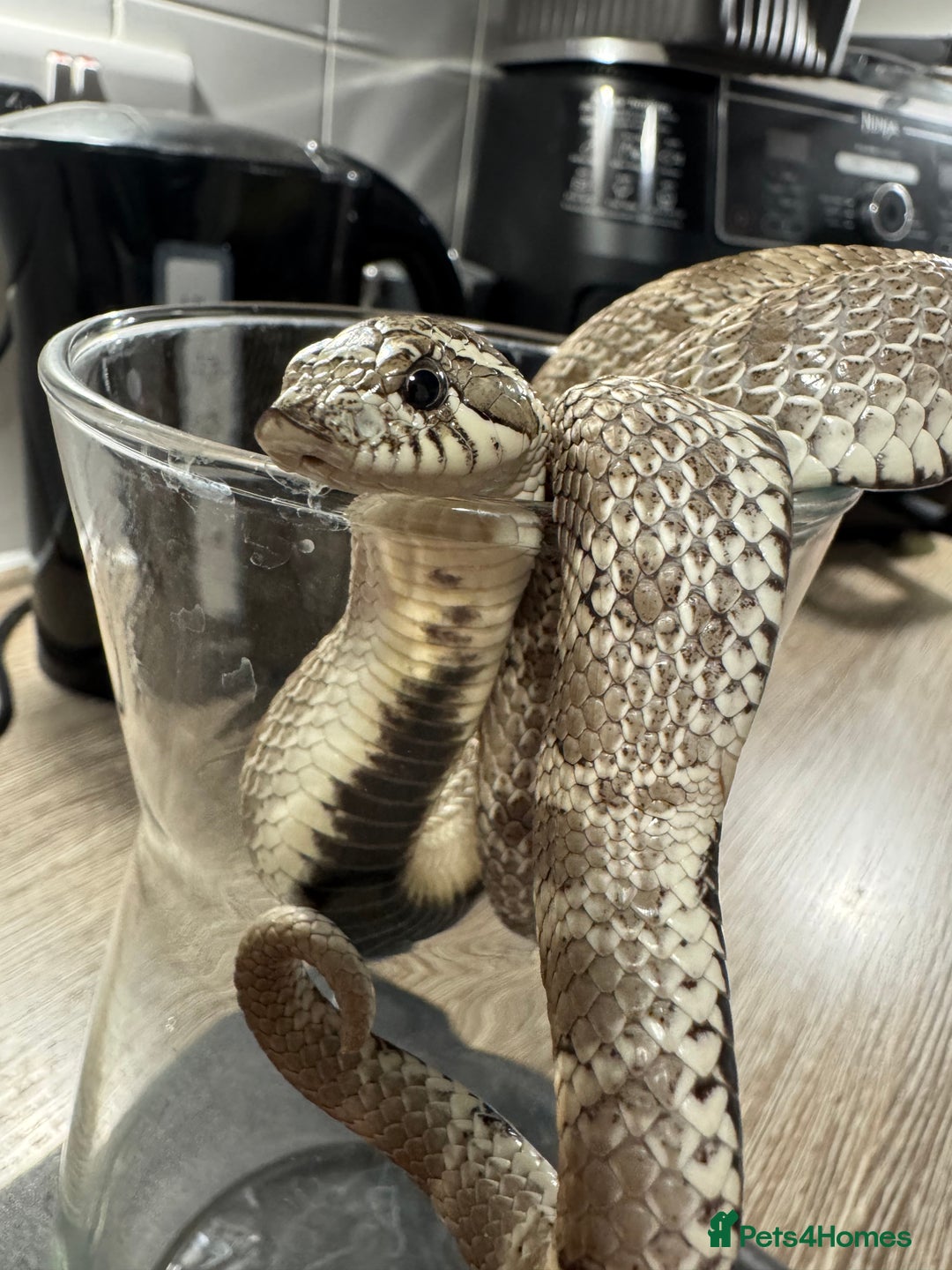 Snake reptiles for sale: Male Anxanthic Conda 100% het Albino Hognose cb20 - Image 1