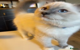 Ragdoll cats for sale: Ragdoll kittens ready now  !💞  - Image 22