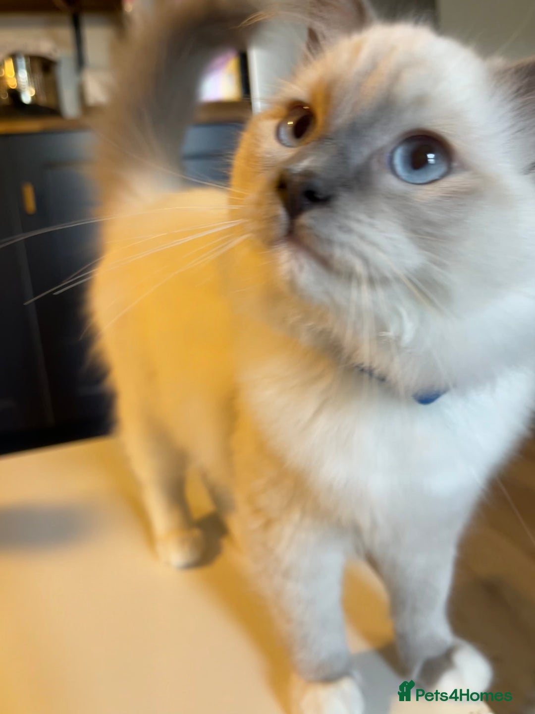 Ragdoll cats for sale: Ragdoll kittens ready now  !💞  - Image 22
