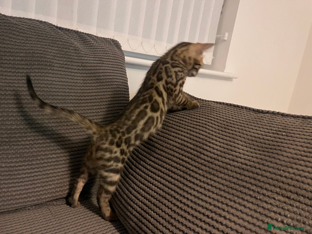 Bengal cats for sale: Stunning full pedigree registered bengal kittens  - Advert 9