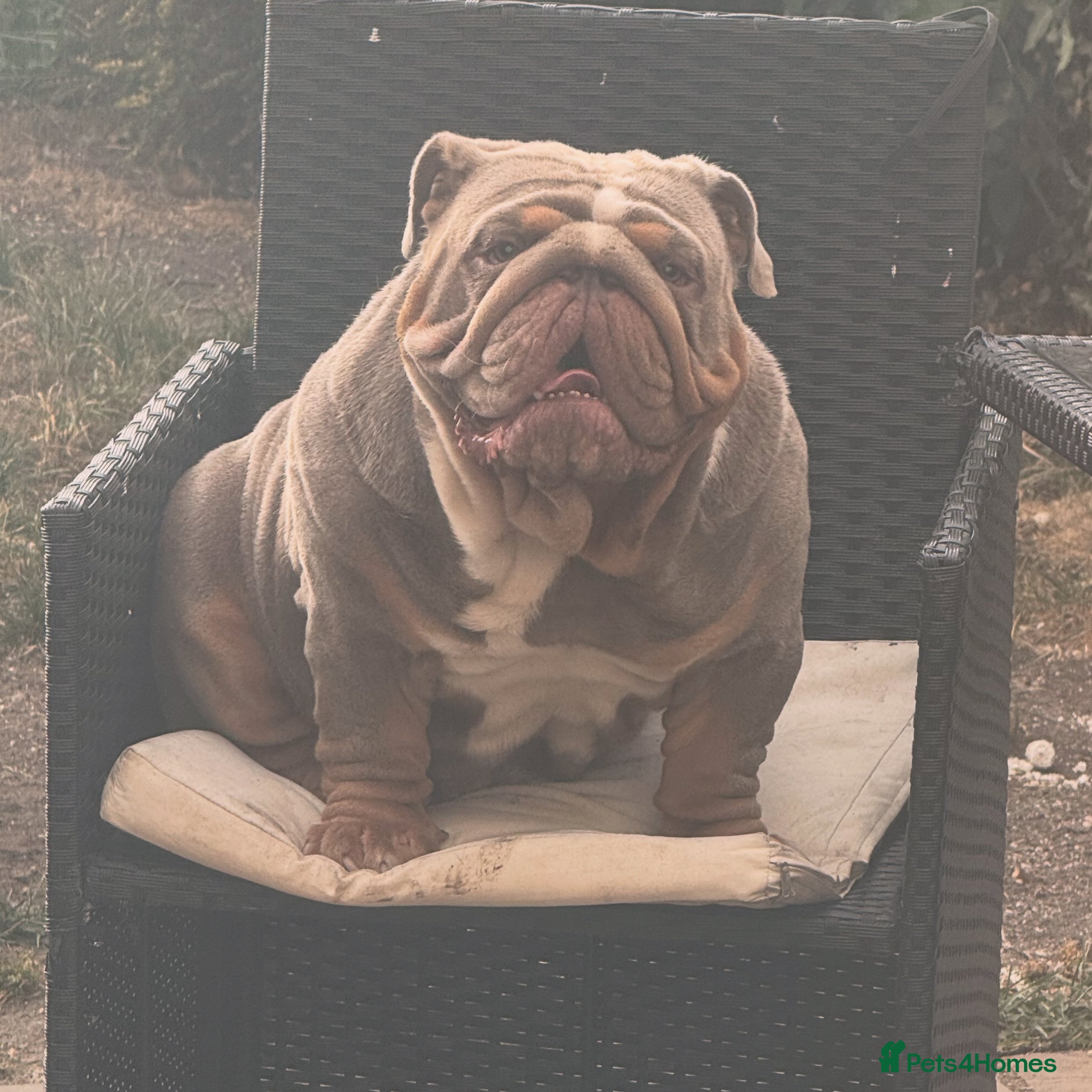 English Bulldog dogs FOR STUD 🔥Lilac tan tri english bulldog  in Wakefield - Advert 8