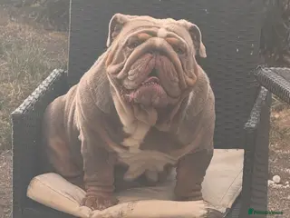English Bulldog dogs FOR STUD 🔥Lilac tan tri english bulldog in Wakefield - Advert 12