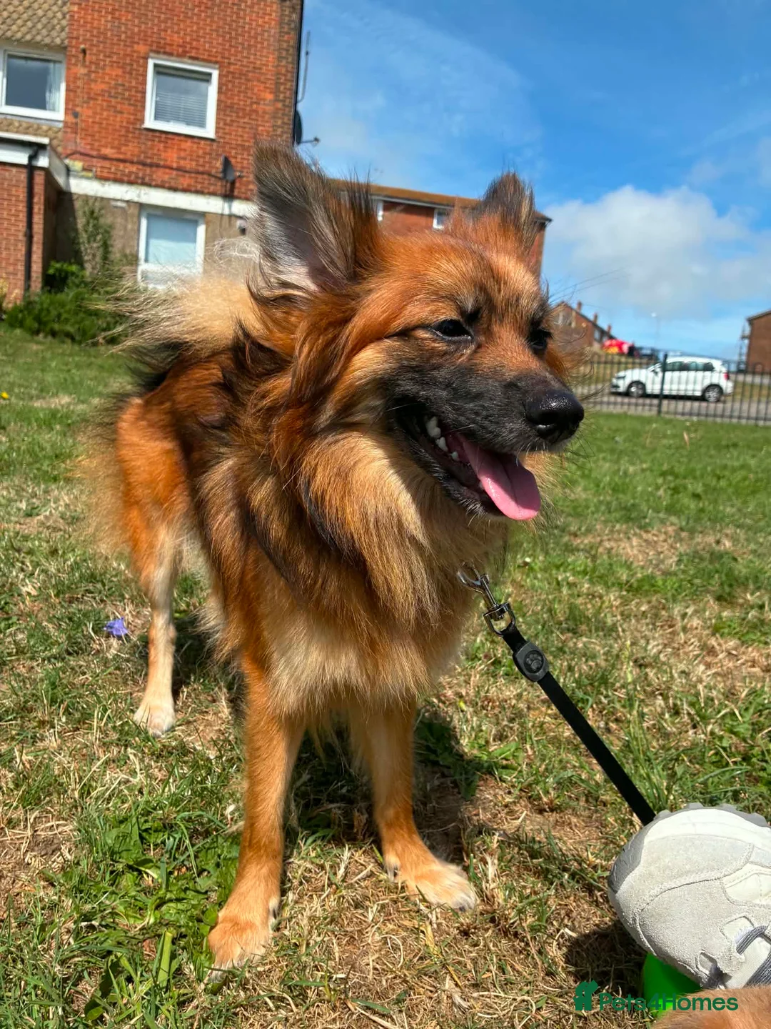 Pomchi dogs for sale: 1yo female Pomchi - Advert 2