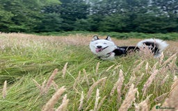 Siberian Husky dogs for stud: Stunning Blue eye Sibrian Husky for Stud  in Liverpool - Image 14