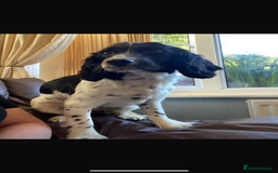 Cocker Spaniel dogs for sale: Working Coker spaniel  - Image 1