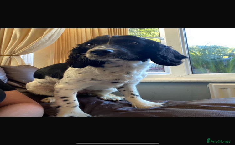 Cocker Spaniel dogs - Advert 13