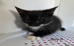 Mixed Breed cats for sale: 💚 3 male  💜 2 female  - Image 11
