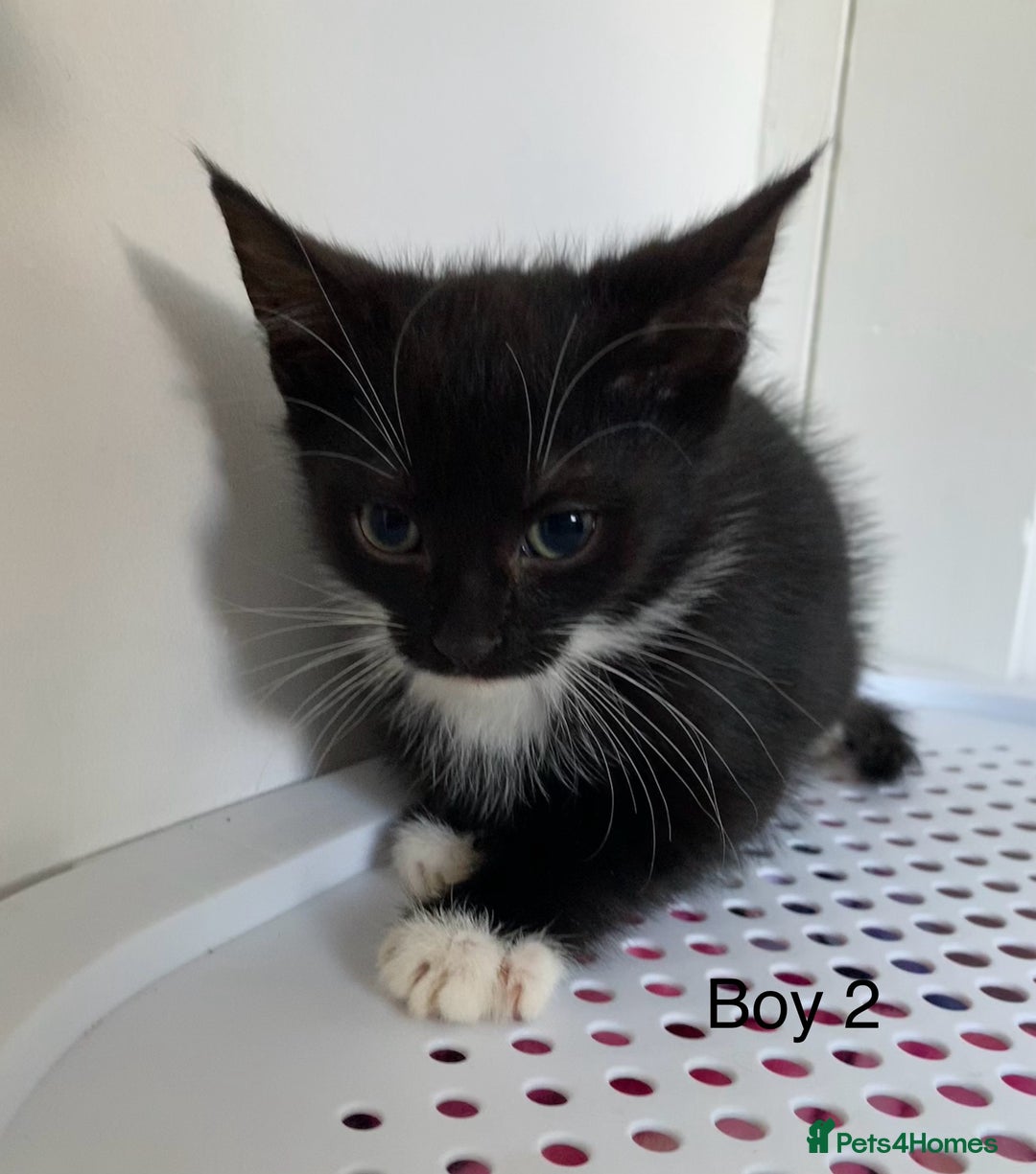 Mixed Breed cats for sale: 💚 3 male  💜 2 female  - Image 11