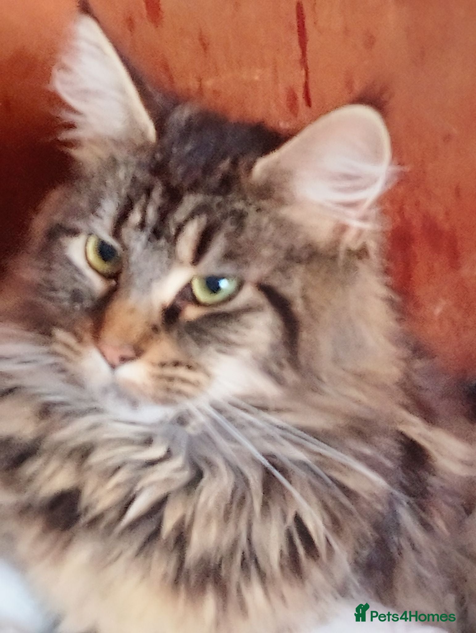 Maine Coon cats Active gccf Maine coon needs a home - Advert 1