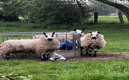 Sheep livestock for sale: Kerry Hill Tup, Ewes & Lambs  - Image 5