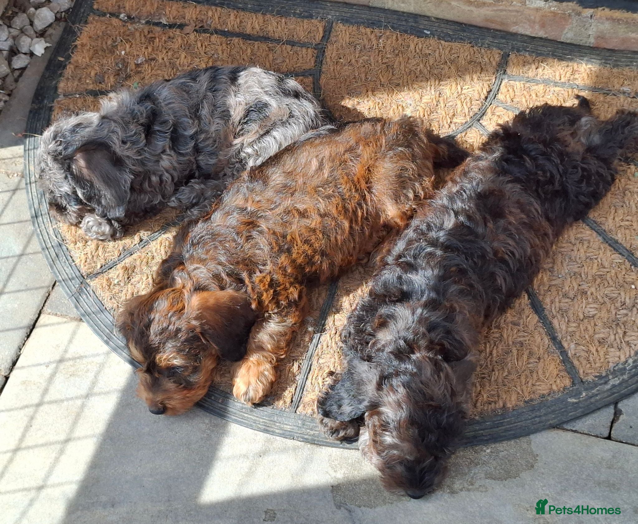 Doxiepoo dogs Last Little Boy! Mini-Wire Dax x Toy Poodle pup - Advert 5