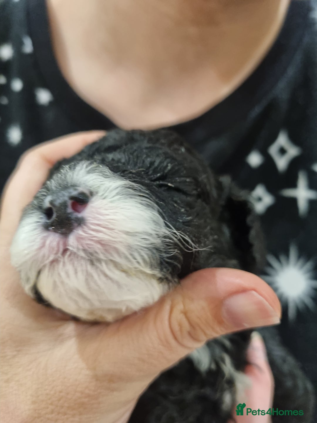 Toy Poodle dogs for sale: Toy poodle puppy - Advert 9