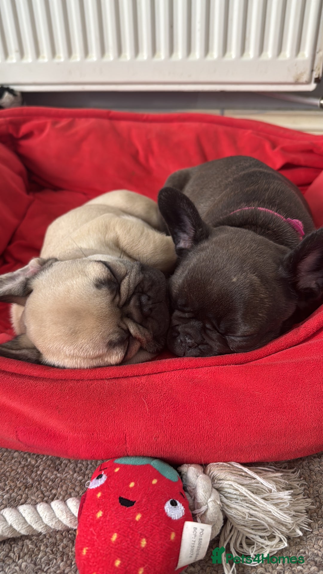 French Bulldog dogs for sale: Beautiful French bulldog puppies 🐶  - Advert 15