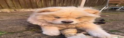 Chow Chow dogs for sale: Chow chow for rehoming  - Advert 5