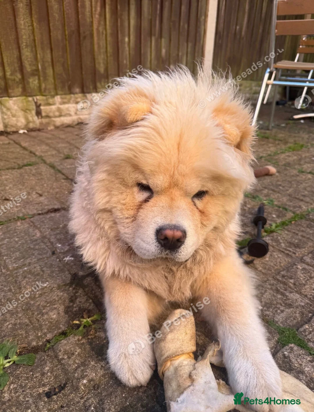 Chow Chow dogs for sale: Chow chow for rehoming  - Advert 5