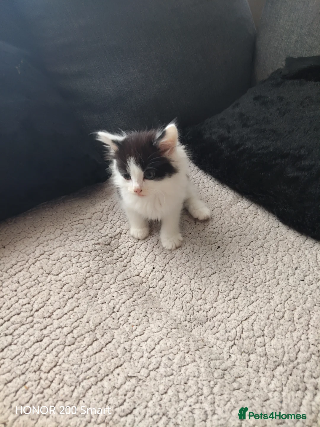 Mixed Breed cats for sale: 4 little Kitten for sale  - Advert 2