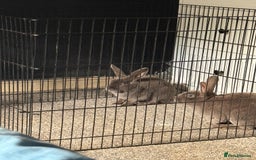 Netherland Dwarf rabbits for sale: Two greymale rabbits for sale - Image 3