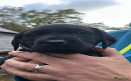 Labrador Retriever dogs for sale: KC Registered Labradors - Image 11