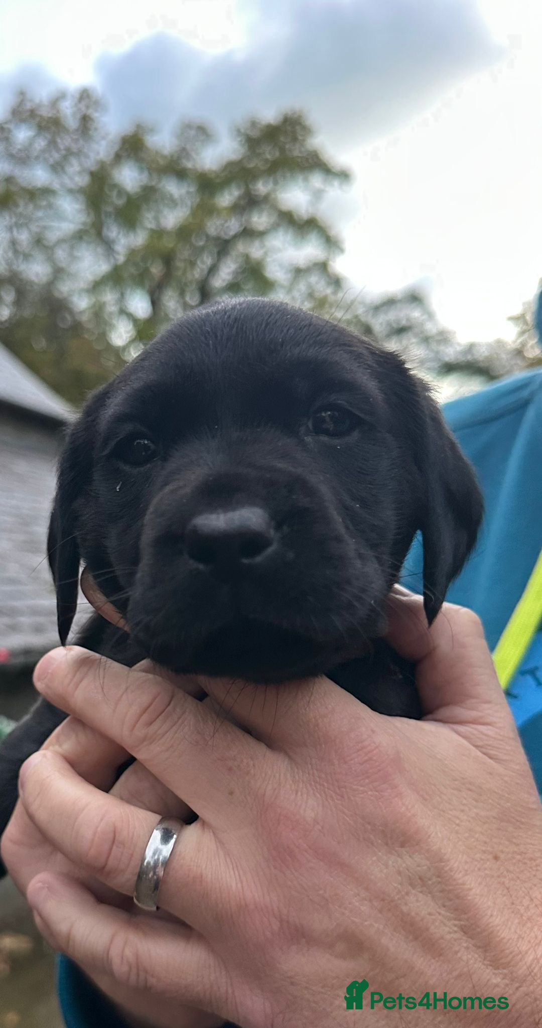 Labrador Retriever dogs for sale: KC Registered Labradors - Image 11