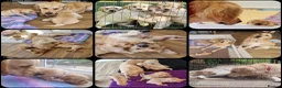 Golden Retriever dogs for stud: RKC Kensesqui Karamel Sutra - Advert 23
