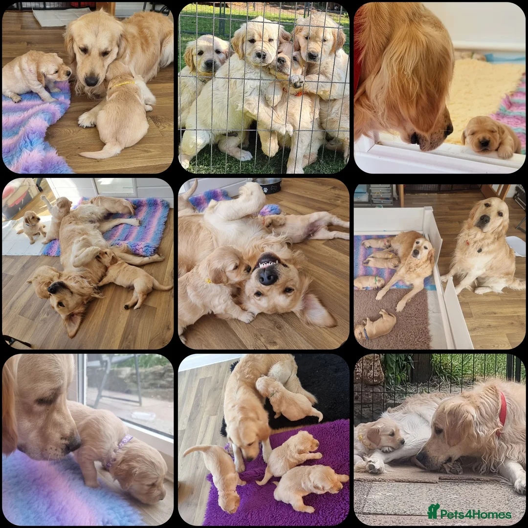 Golden Retriever dogs for stud: RKC Kensesqui Karamel Sutra - Advert 23