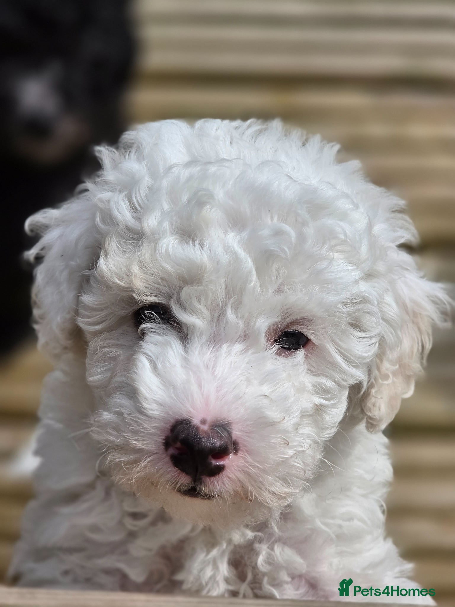 Toy Poodle dogs Pure Toy Poodle Puppies  - Advert 1