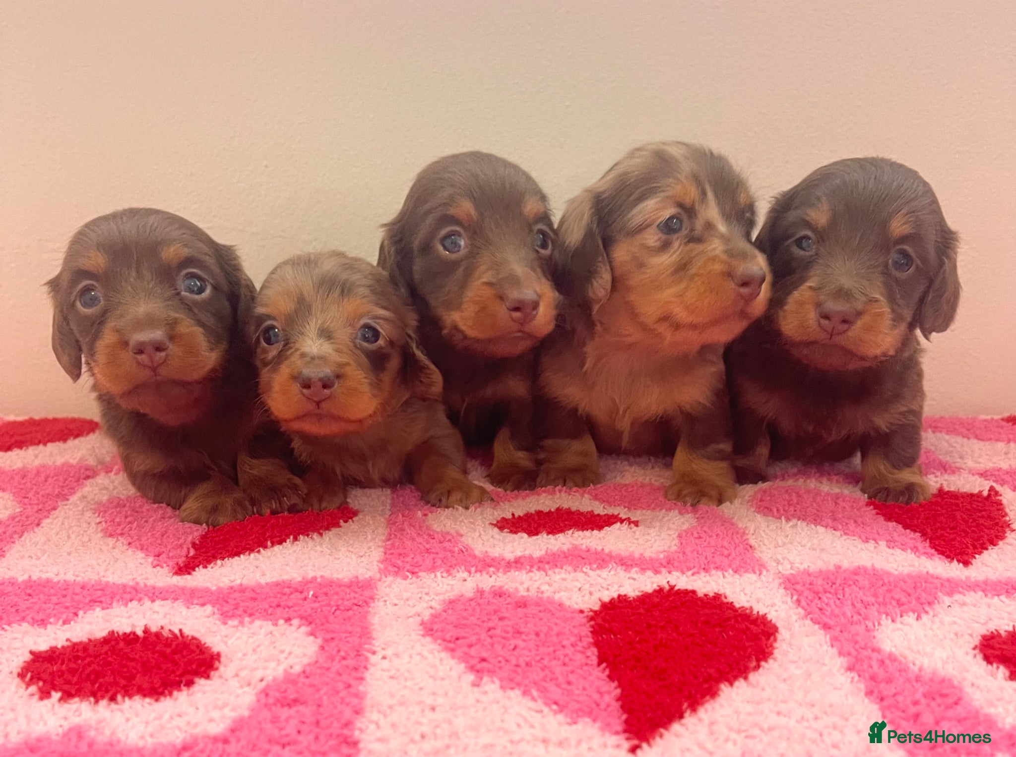 Miniature Dachshund dogs Beautiful miniature L/C dachshunds available - Advert 4