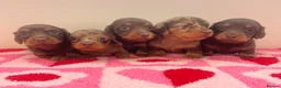 Miniature Dachshund dogs for sale: Beautiful miniature L/C dachshunds available - Advert 3