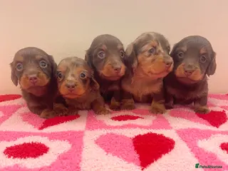 Miniature Dachshund dogs Beautiful miniature L/C dachshunds available - Advert 3