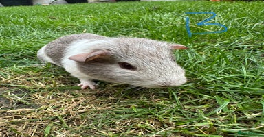 Guinea Pig rodents - Advert 12