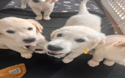 Golden Retriever dogs for sale: Only 2 left!Fully vaccinated !£1000 - Image 4
