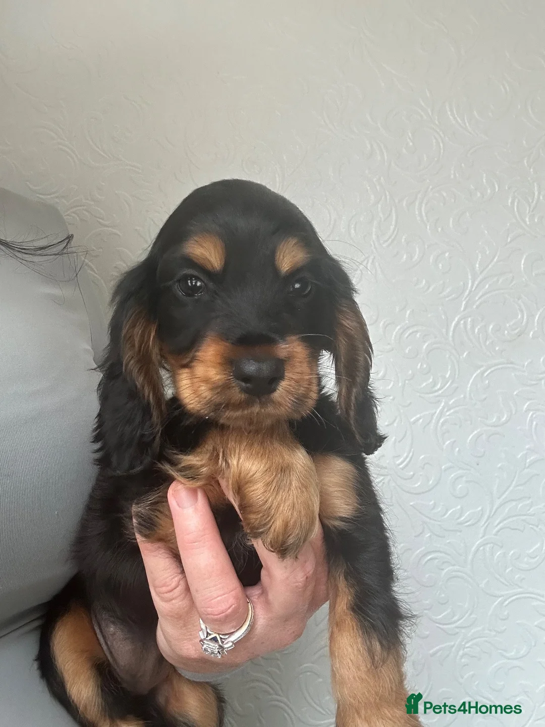 Cocker Spaniel dogs for sale: Adorable show cocker spaniel  - Advert 2
