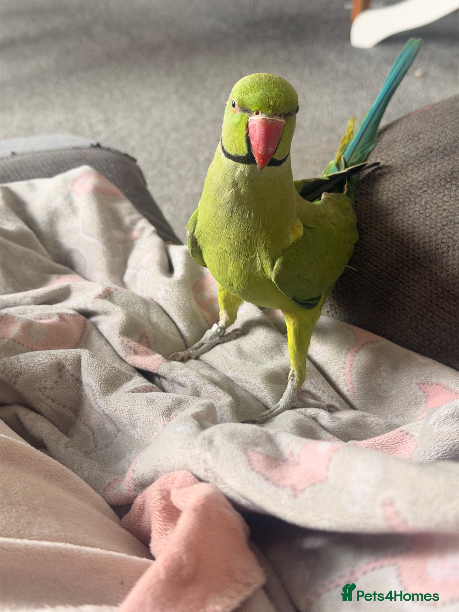 Ringnecks birds Indian ring neck - Advert 1