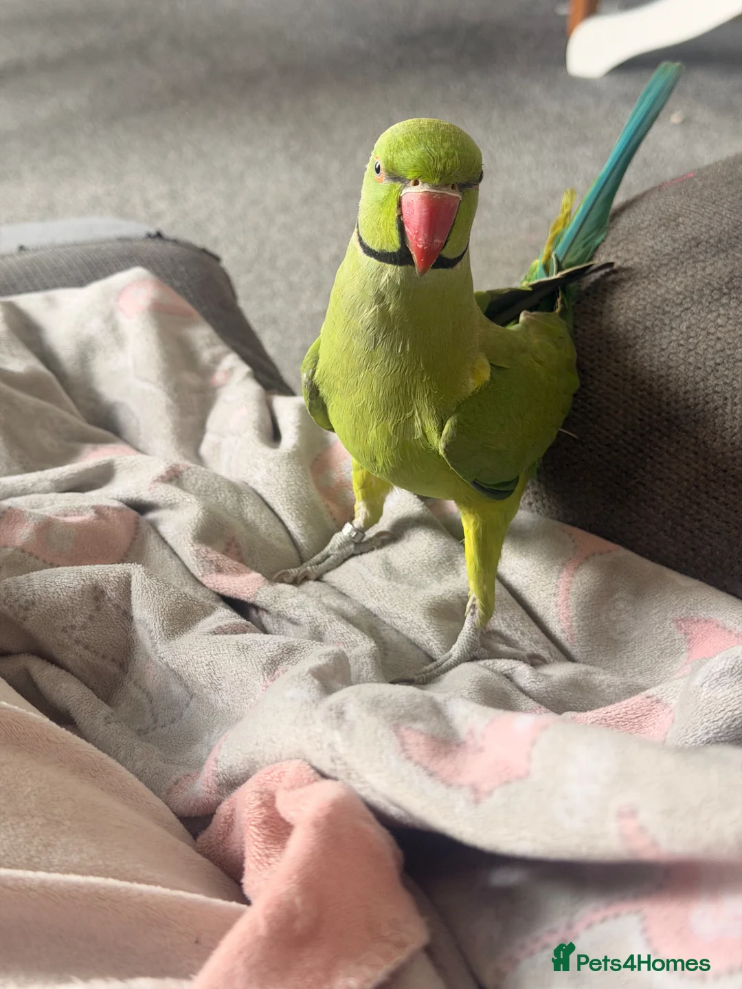 Ringnecks birds for sale: Indian ring neck in Exeter - Advert 1