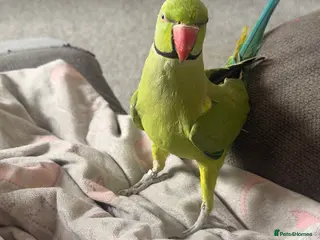 Ringnecks birds Indian ring neck - Advert 1