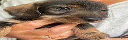 Dachshund dogs for sale: 3 beautiful boy wired haired sausages  - Advert 27