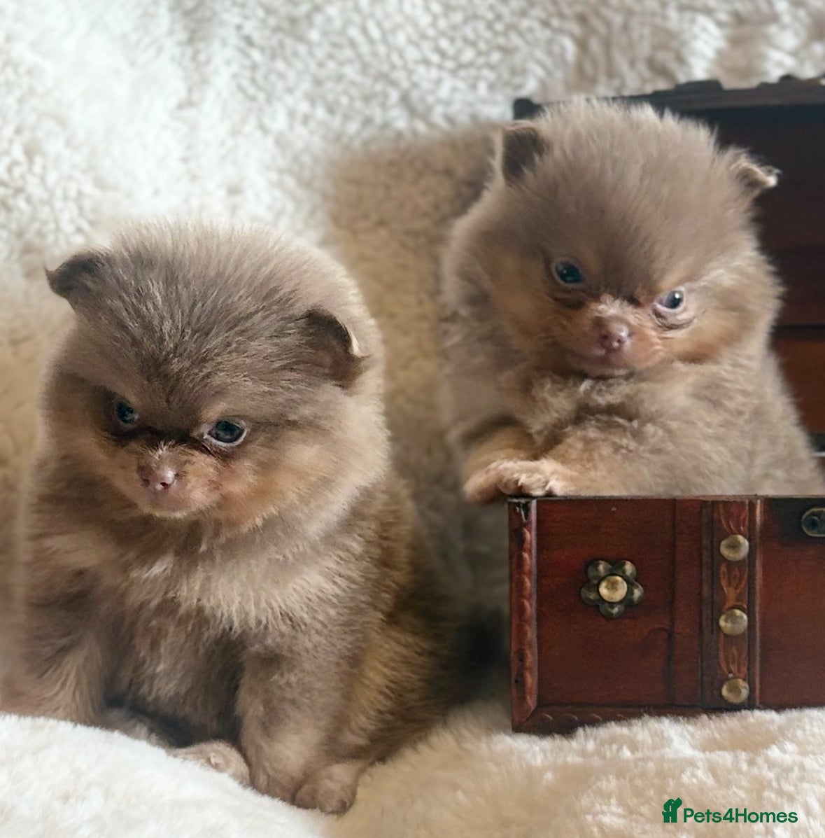 Pomeranian dogs Kc registered lilac tan poms x - Advert 3